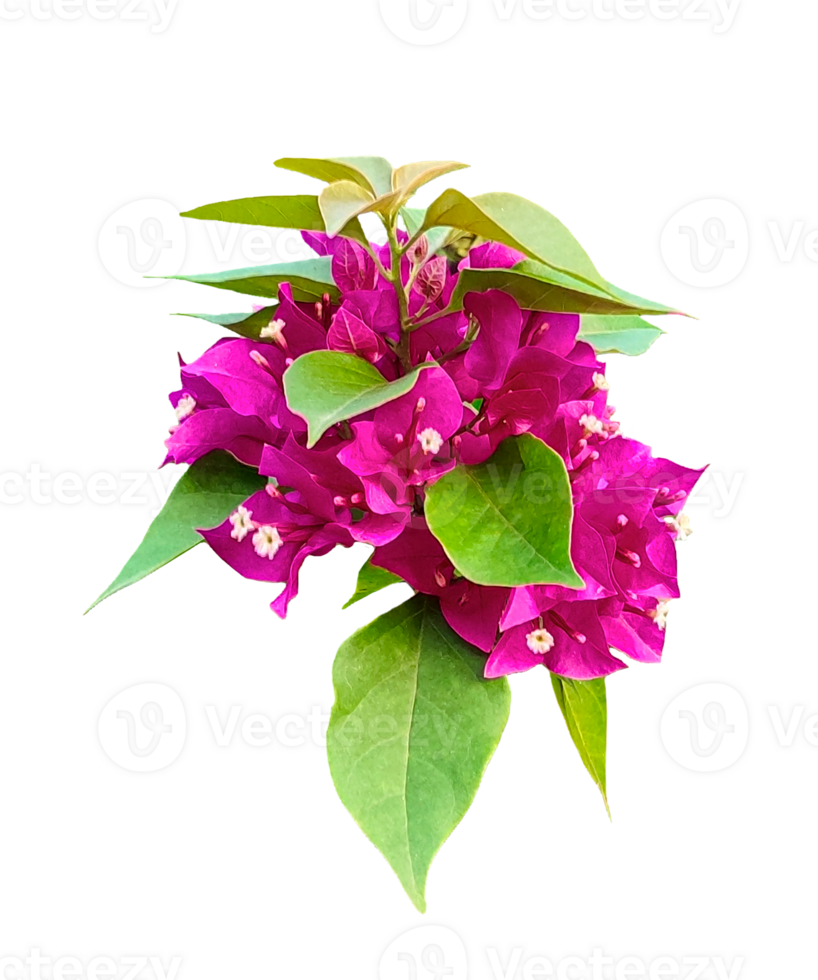 bougainvillea flower, purple flowers, green leaves, transparent background, Pink bouquet of flowers with petals on a white background, Bougainvillea flower branch isolated on white background png
