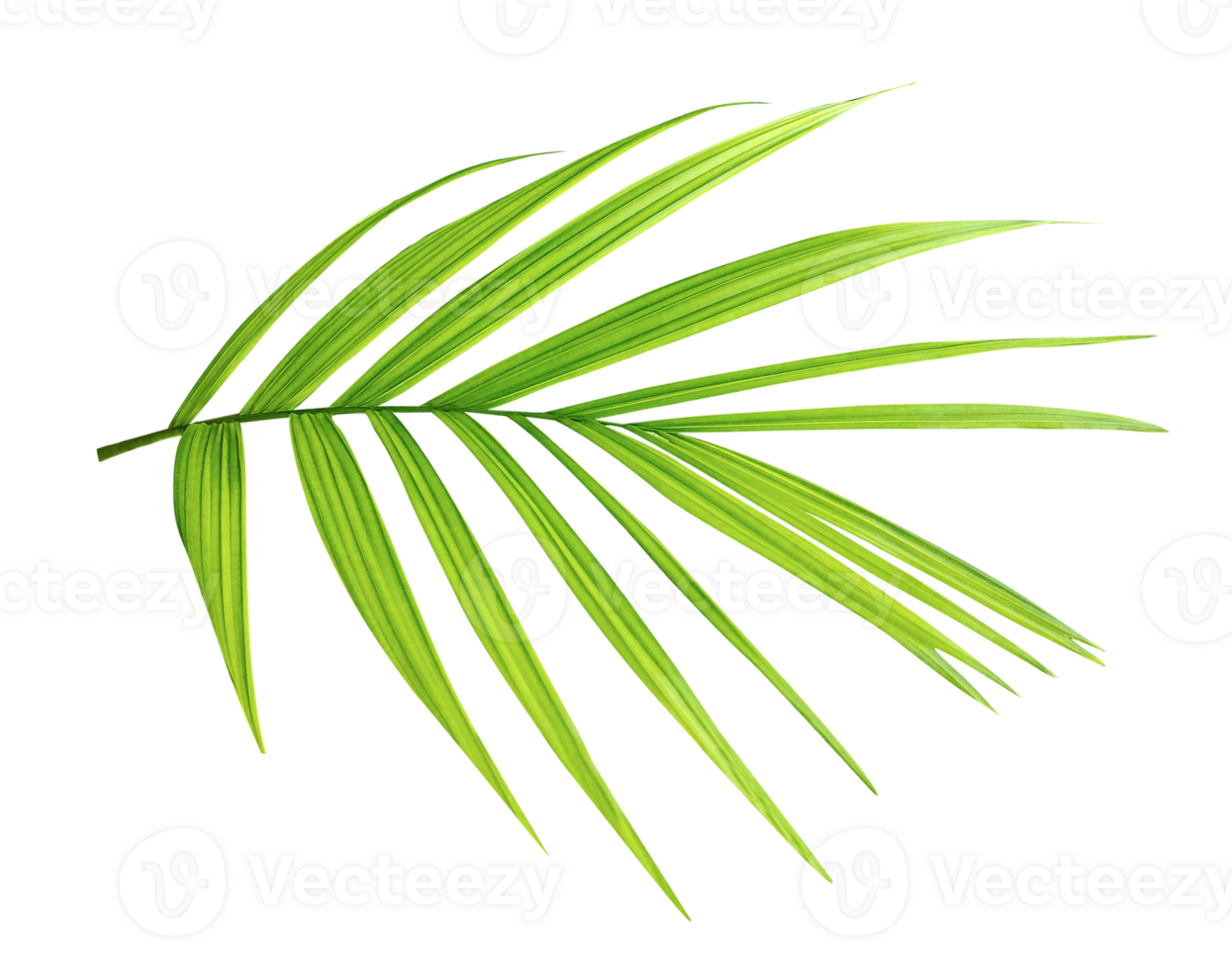 palm leaf on transparent background, A palm Plant with Fresh Green Leaves Isolated on White Background, Closeup of a vibrant green palm leaf perfect for tropical and botanical designs, png