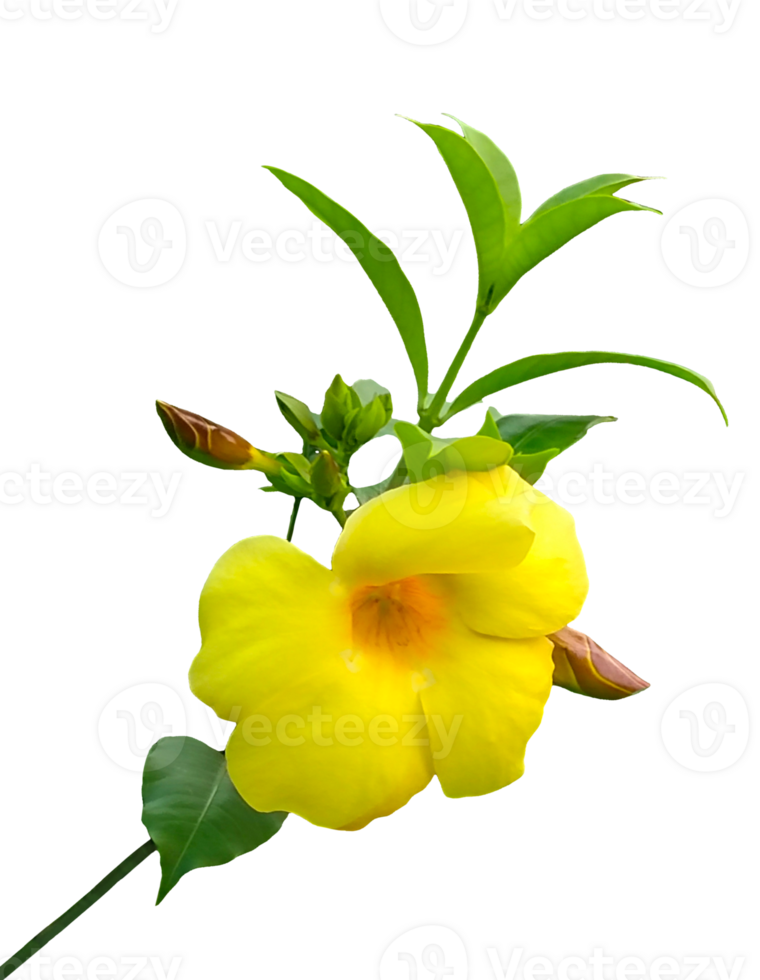 A yellow flower on a branch with leaves, A bright yellow floral bloom, isolated on white, captures the essence of spring's wild beauty, Yellow flower with green leaves isolated on white background png