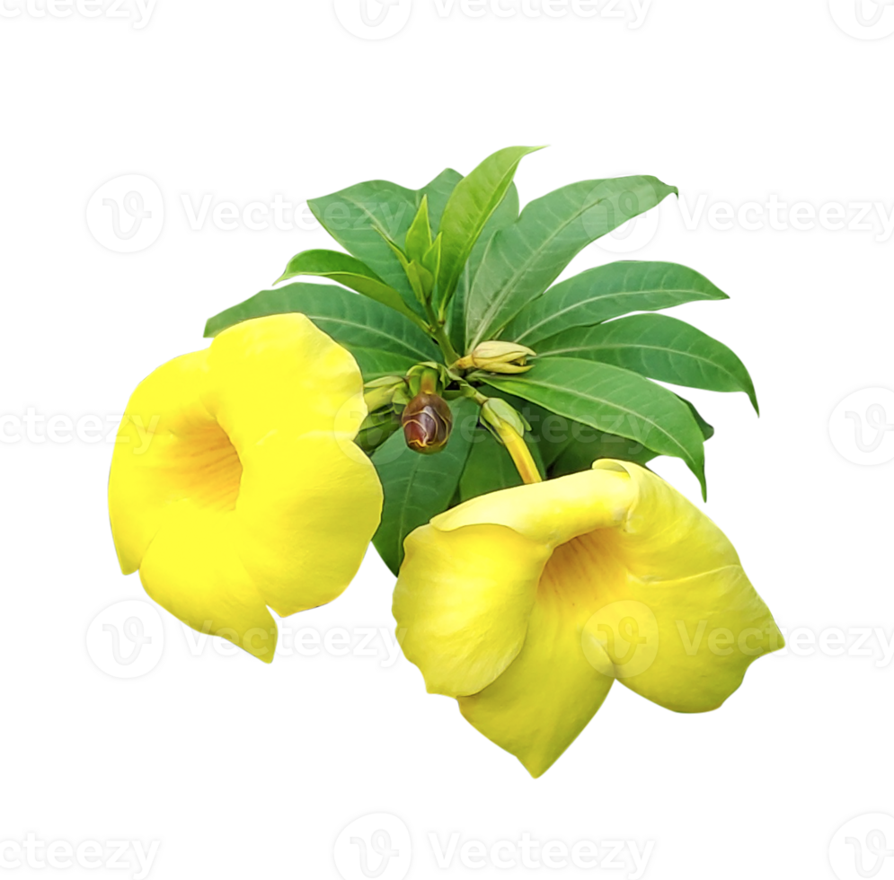 yellow flower on a stem with leaves on it, A yellow flower on a branch with leaves, A bright yellow floral bloom, isolated on white, captures the essence of spring' png