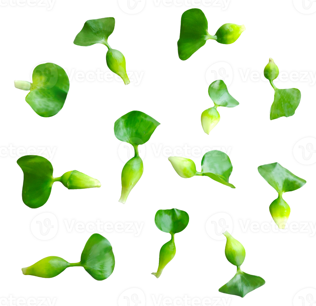 water hyacinth leaf pattern, a set of green leaves on a background, green leaves water hyacinth pattern on a transparent background, png