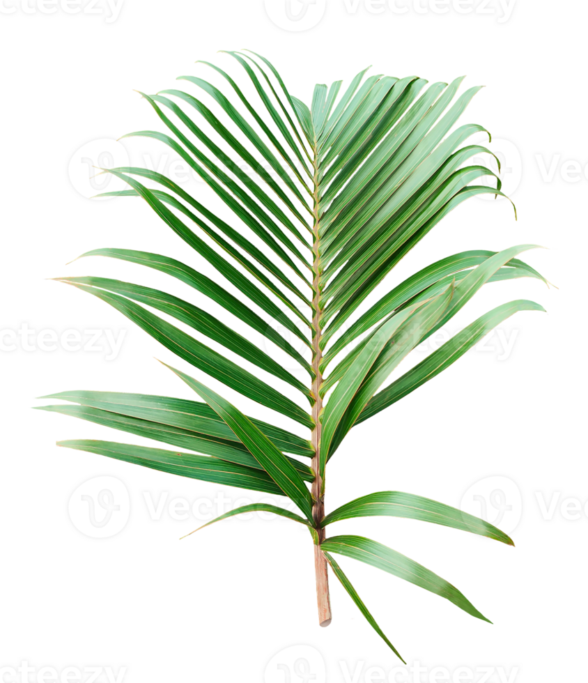 palm leaf on transparent background, Isolated green palm and tree foliage on white, Closeup of a green tropical leaf isolated on a transparent background, Fresh Palm Leaf Isolated png
