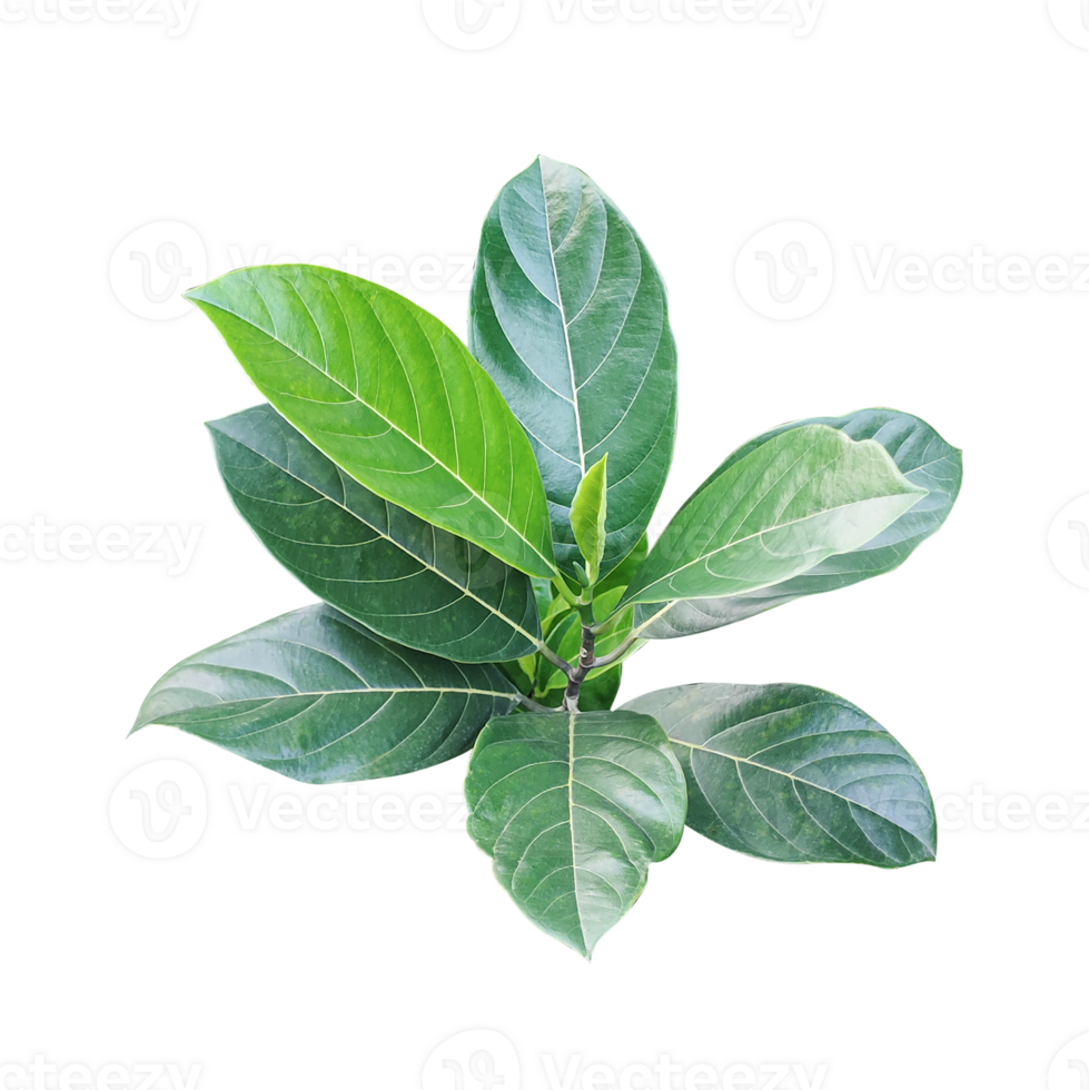 a green plant with leaves on it, A fresh green jackfruit leaf branch, isolated in macro closeup, signifies new spring growth against a background png
