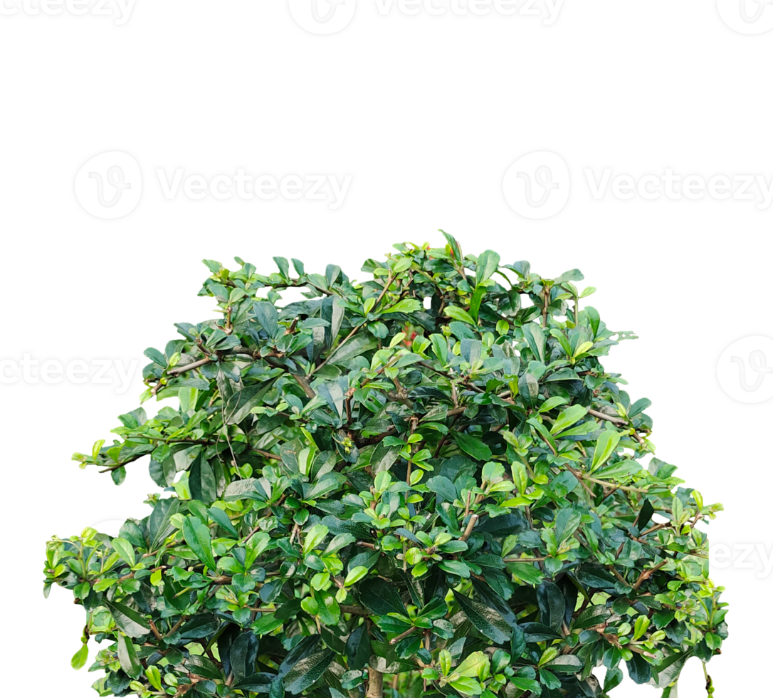 Fresh bunch of parsley isolated on tansparent background, Fresh bunch of parsley isolated on white background png