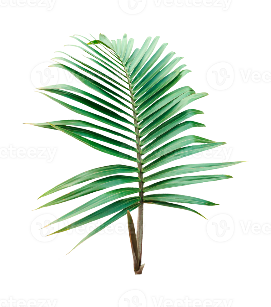 Isolated green palm and fern leaves, tropical plant growth, Fresh Palm Leaf Isolated on Background, png