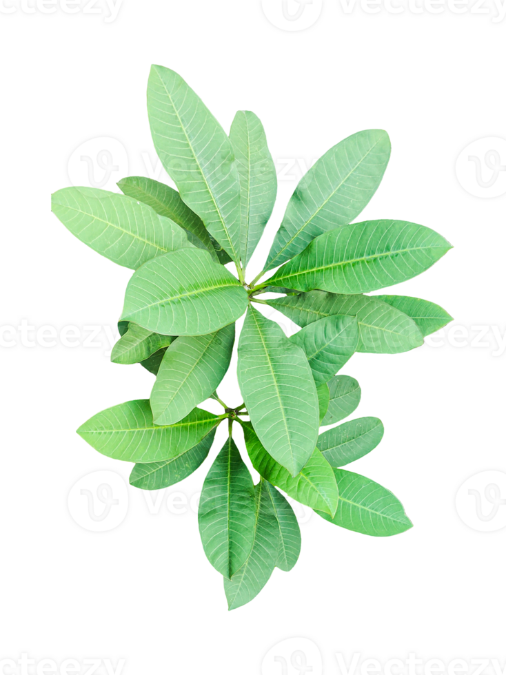 fresh green leaves with tree branch isolated, Isolated fresh mint leaves offer aromatic herbal freshness png