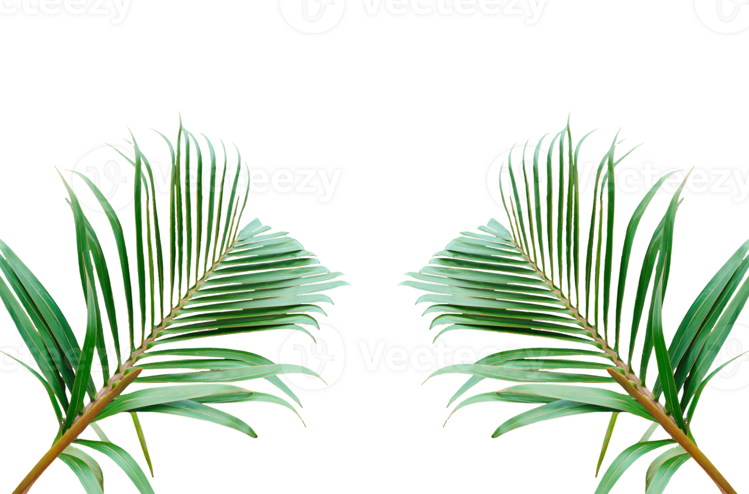 two palm leaves frame on a background, Palm tree with green leaves isolated on a transparent background in a tropical design, Two vibrant palm leaves set against a clean background. png