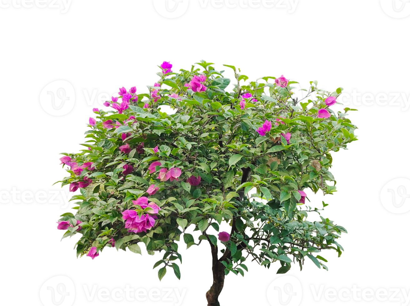 a small tree with pink flowers on it, A pink floral tree, isolated against , blooms with spring beauty, Tree with pink flowers in a spring garden png