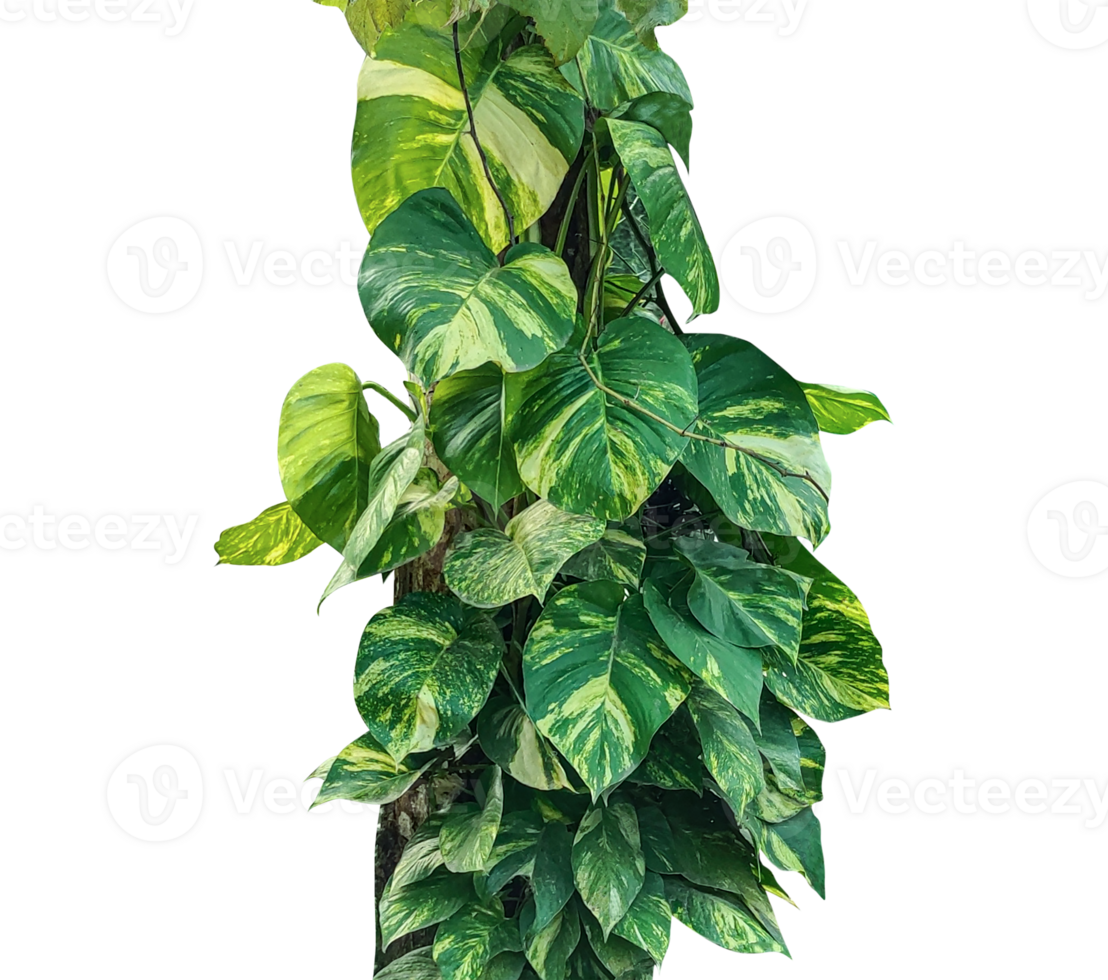 Fresh green Epipremnum aureum leaves isolated, a vibrant herbal ingredient, a plant with green leaves on a white background png