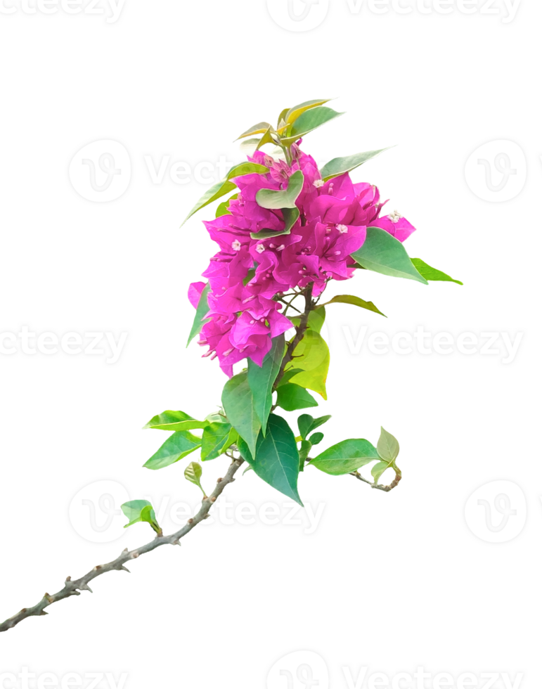 a pink flower on a branch with leaves, Isolated purple lilac blossoms and leaves on a crisp white background capture spring's floral beauty, Bougainvillea flower branch isolated on white background png