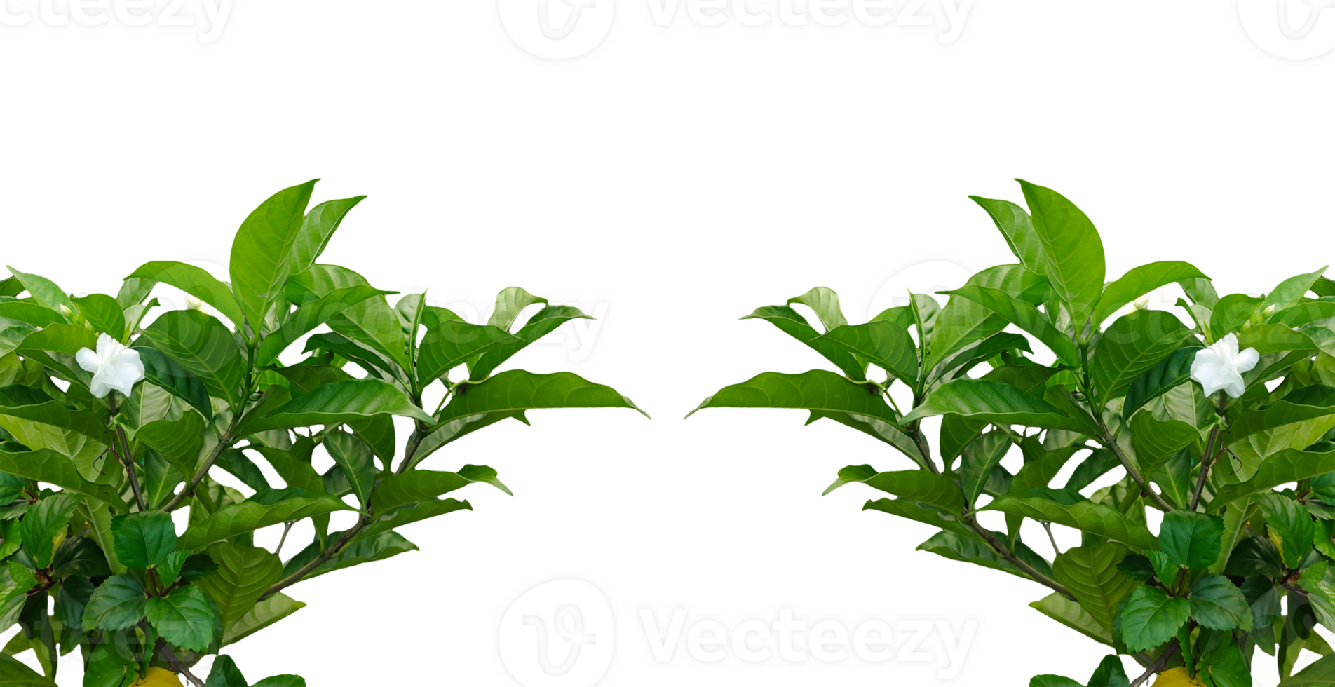 two plants with leaves frame on a transparent background, Fresh green leaves frame isolated on background showcasing nature and growth, png