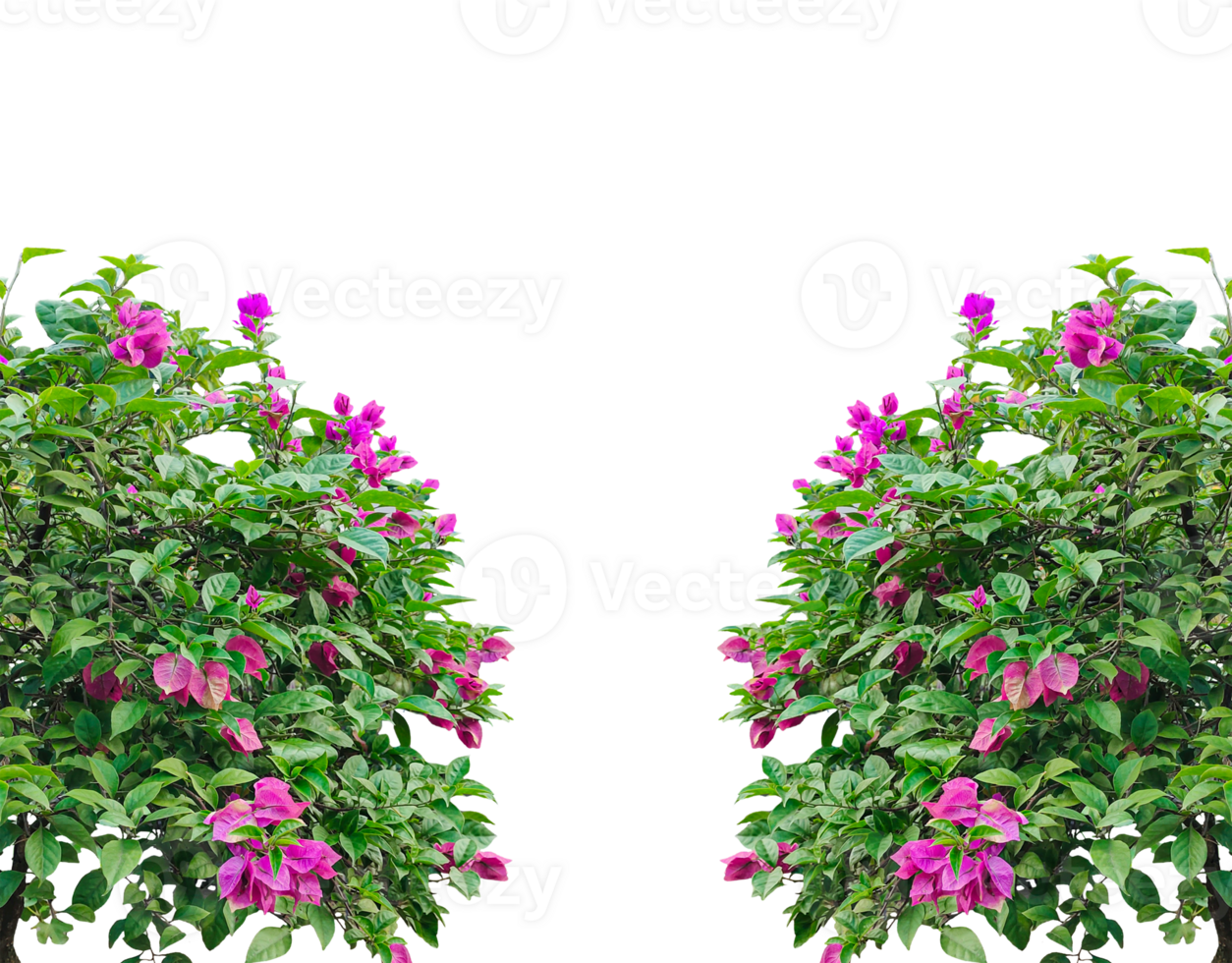 two pink flowers frame on a tree with green leaves, Beautiful Bougainvillea flowers in full bloom frame, png