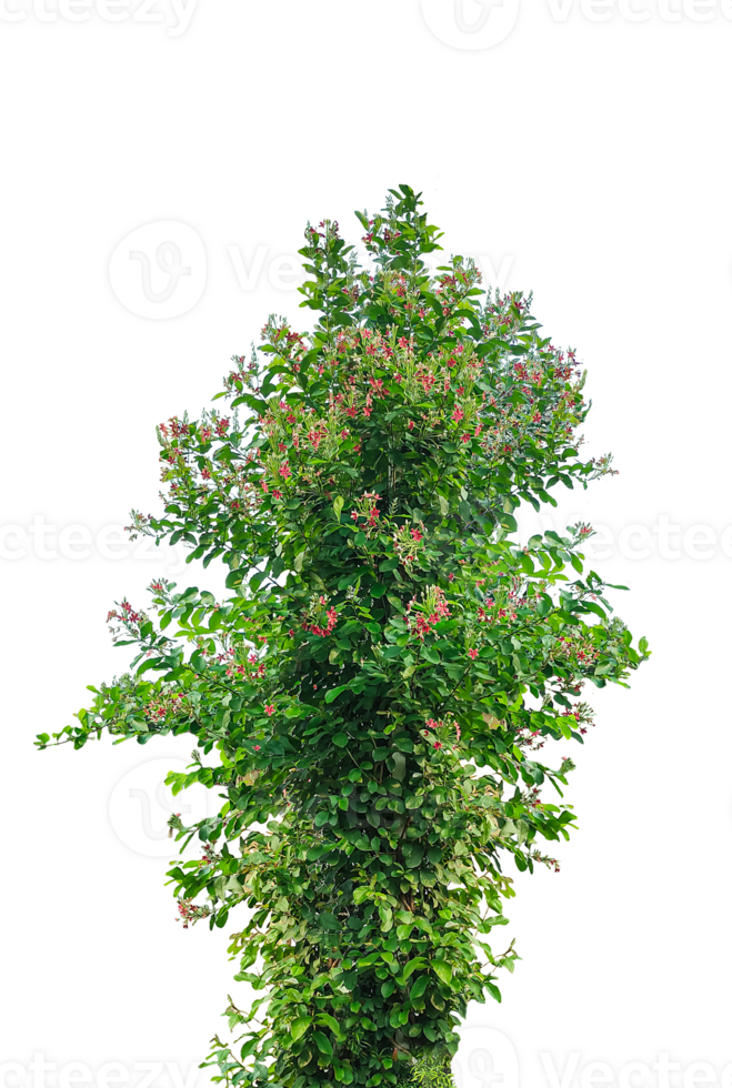 Single tall evergreen Christmas tree isolated on a white background with green foliage and branches, A vibrant green tree isolated on a white background, showcasing lush foliage and natural beauty. png