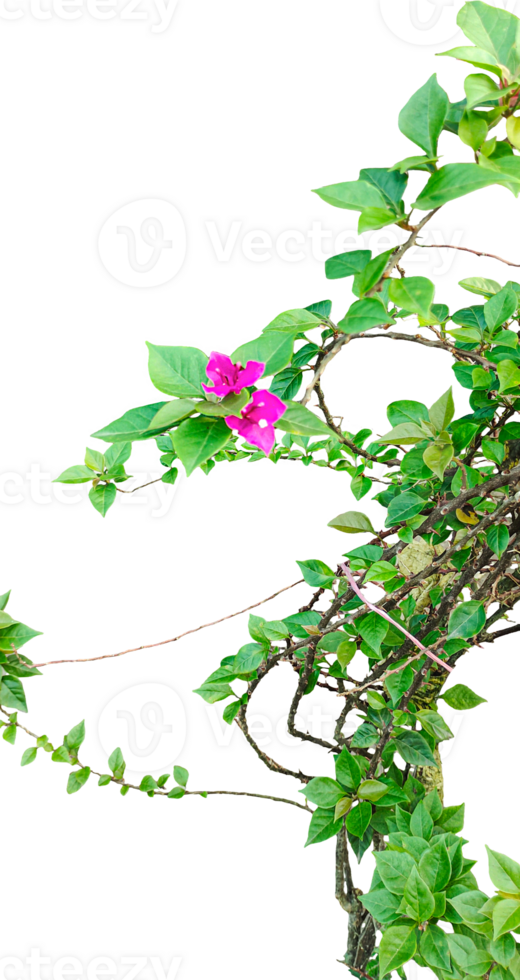 Bougainvillea plant with vibrant pink flowers and green leaves, a green plant with pink flowers on , Fresh green leaves frame a spring floral design png