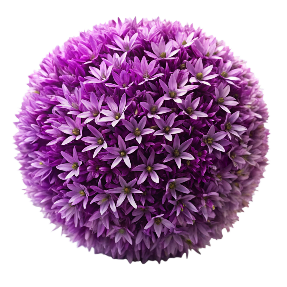 ball of purple flower is isolated on transparent background png