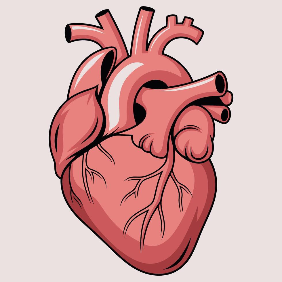 Anatomical Human Heart Medical and Scientific Illustration vector
