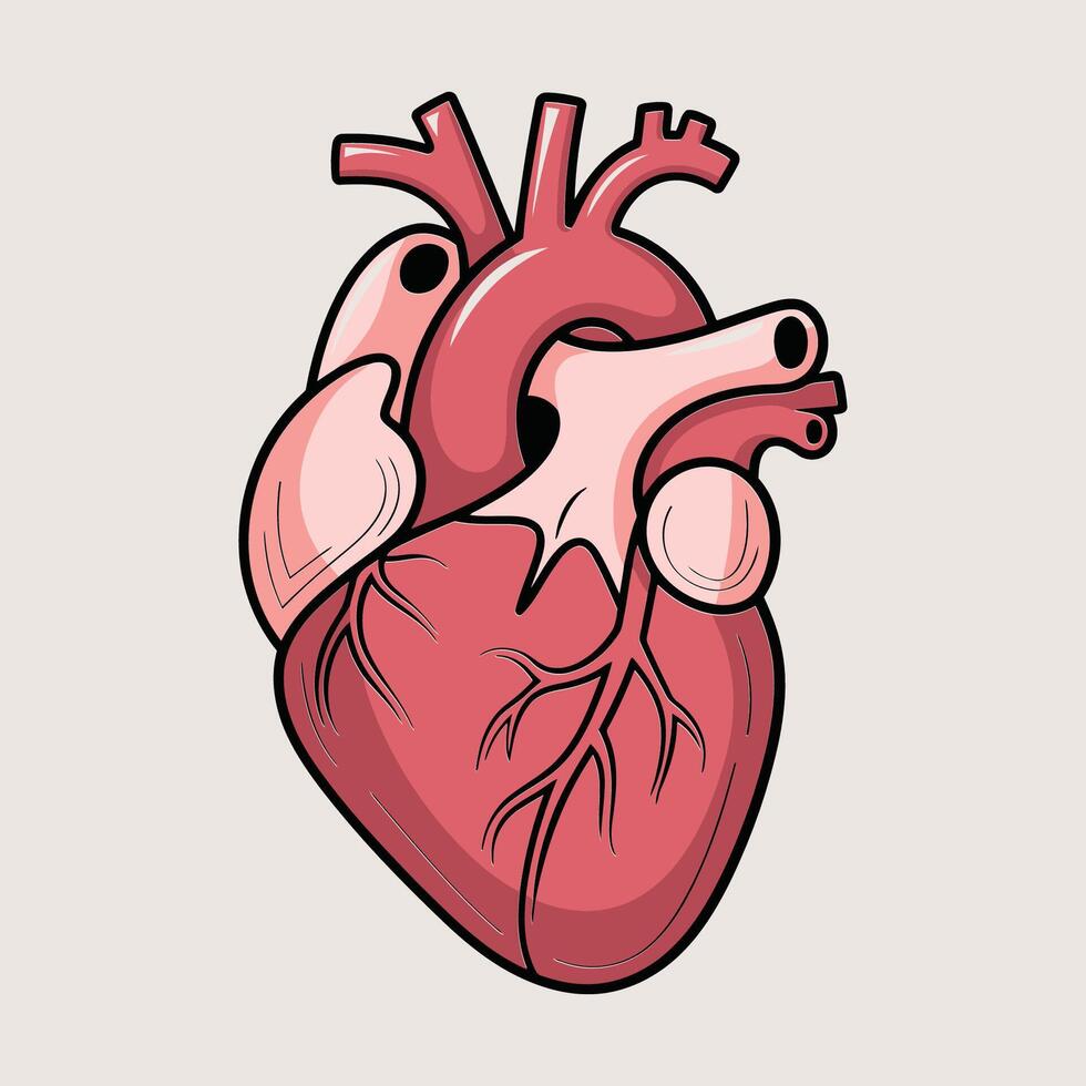Anatomical Human Heart vector