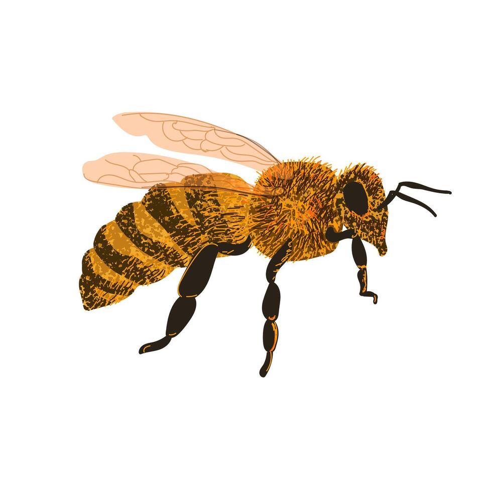 Colorful Illustration of Bee Isolated on White Background vector