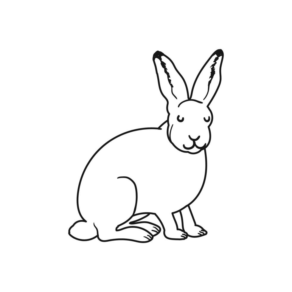 Outline Illustration of Polar Hare Isolated on White Background vector
