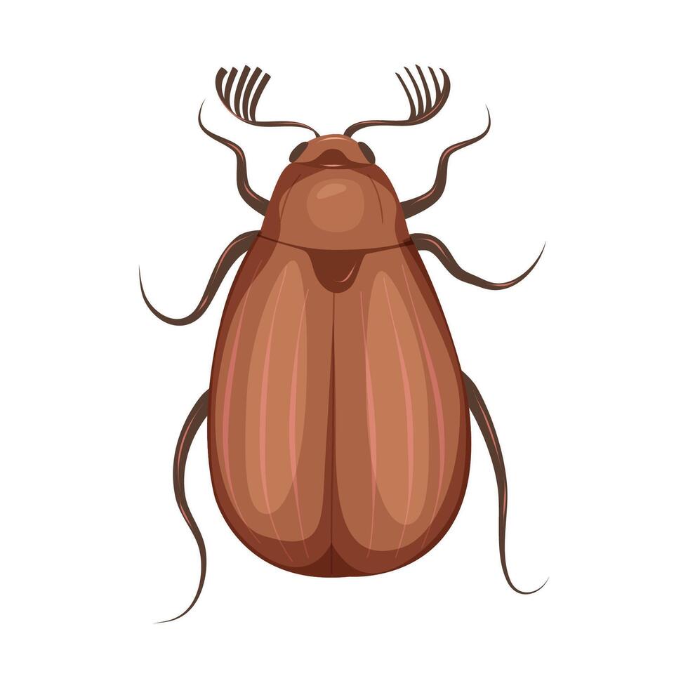 Insect cockchafer isolated on white background. Agricultural pest. vector