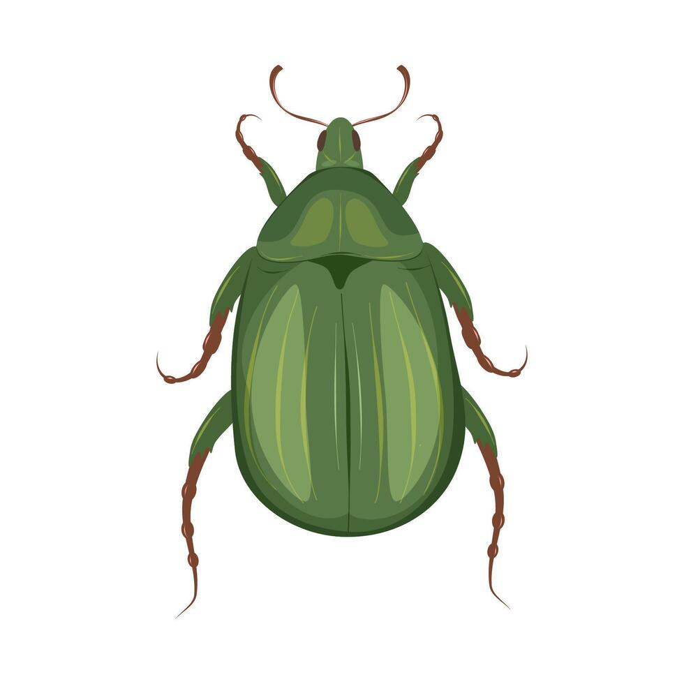 Insect green bronze beetle isolated on white background. vector