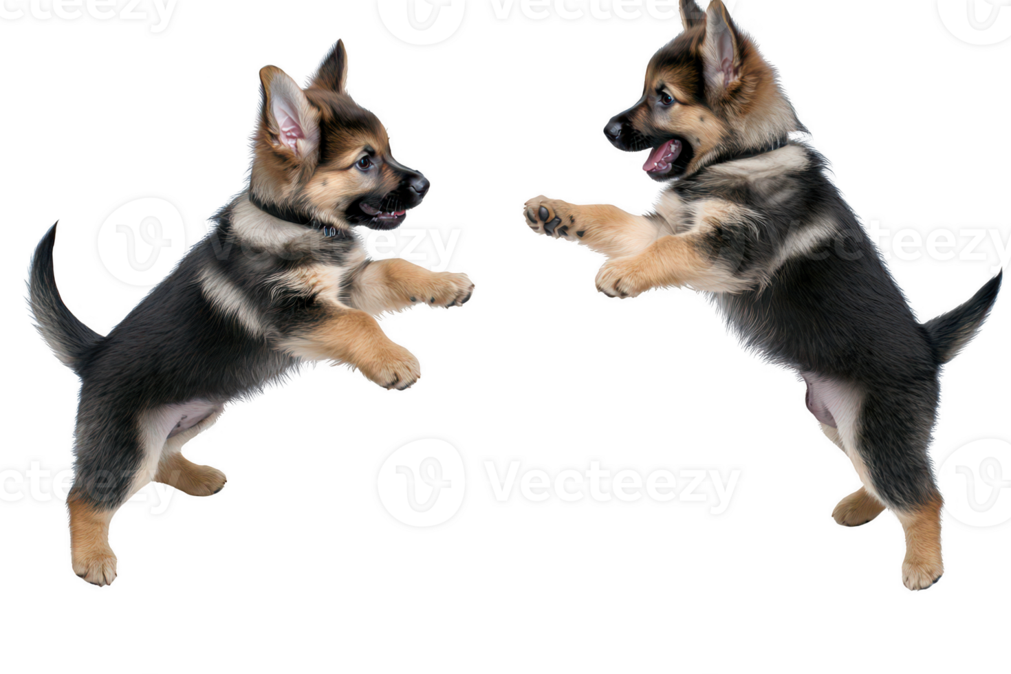 A Playful puppies are engaging in lively interaction, showcasing their energy and joy. These adorable dogs are full of life, making them perfect companions for families and individuals alike png