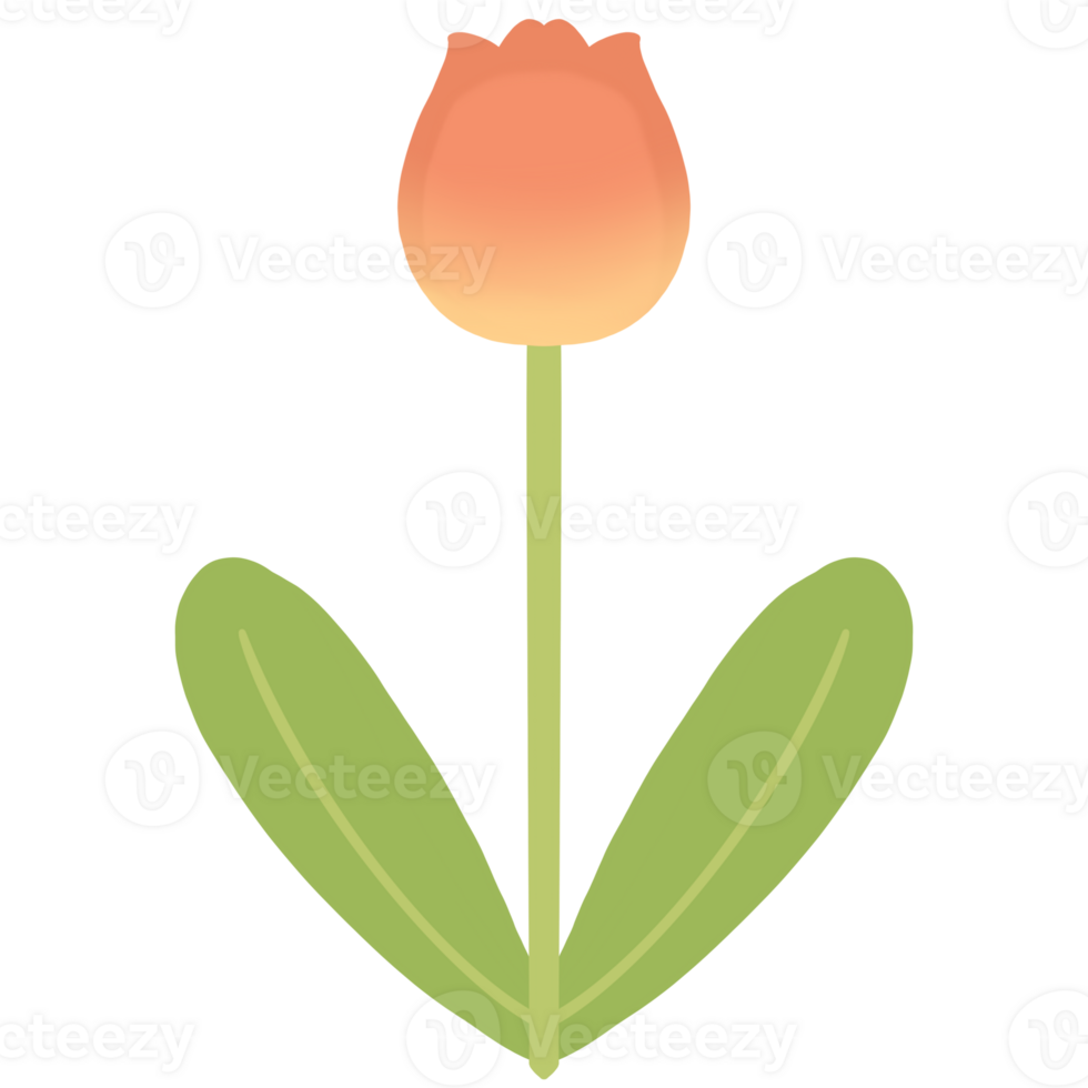 Pink and yellow tulips on transparent background png