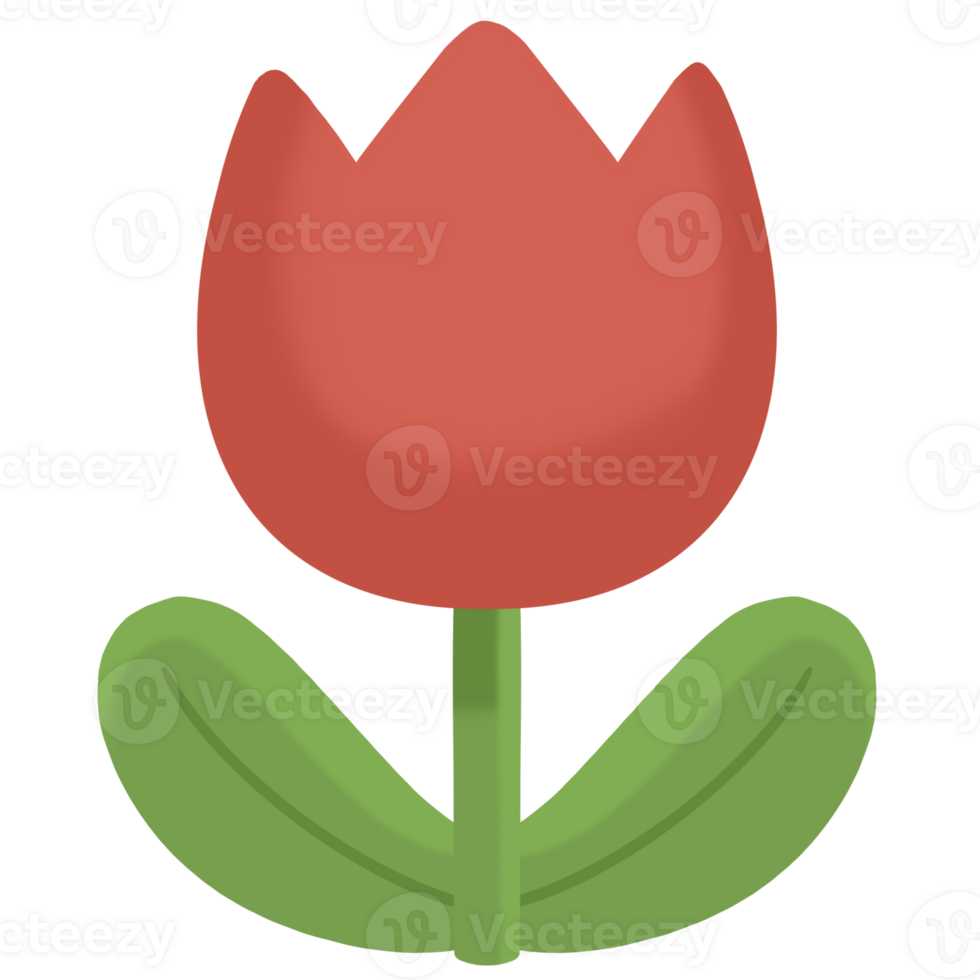 a red tulip on a transparent background png