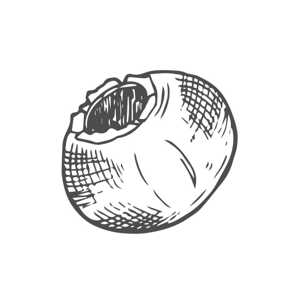 WebVector Blueberry black and white engraved ink sketch. vector
