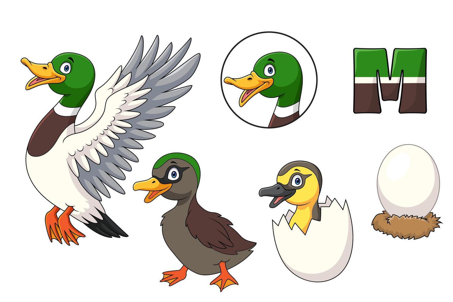Mallard duck cartoon evolving from egg to adult vector
