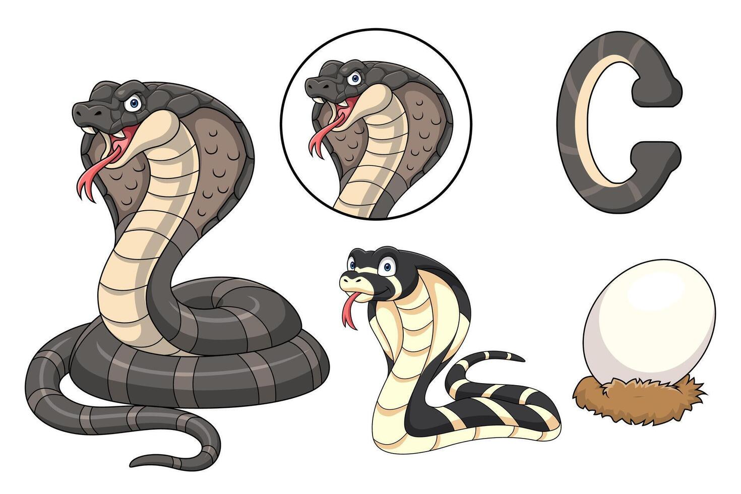 Cartoon Collection of cobra snake evolving from egg to adult vector