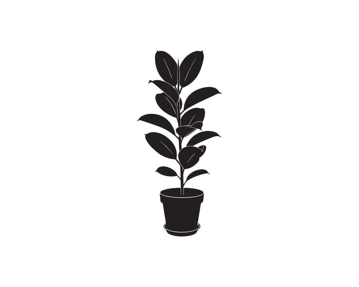Isolated Rubber Plant in Pot Silhouette Botanical Rubber Plant Icon Design vector