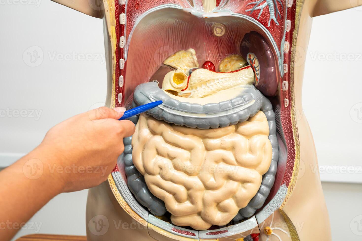 Student teenage learning anatomy photo