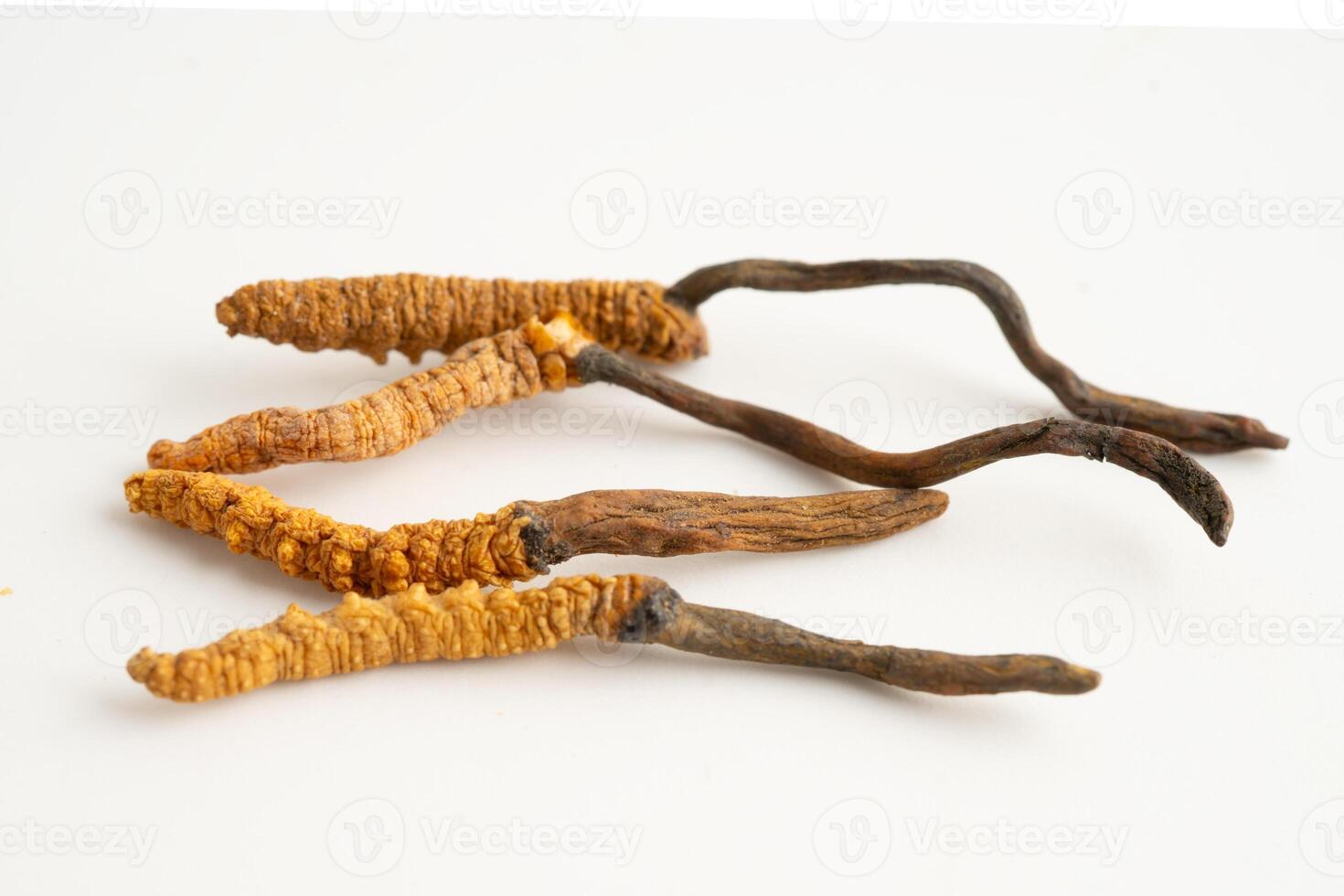 Cordyceps or Ophiocordyceps sinensis mushroom herb is fungi photo