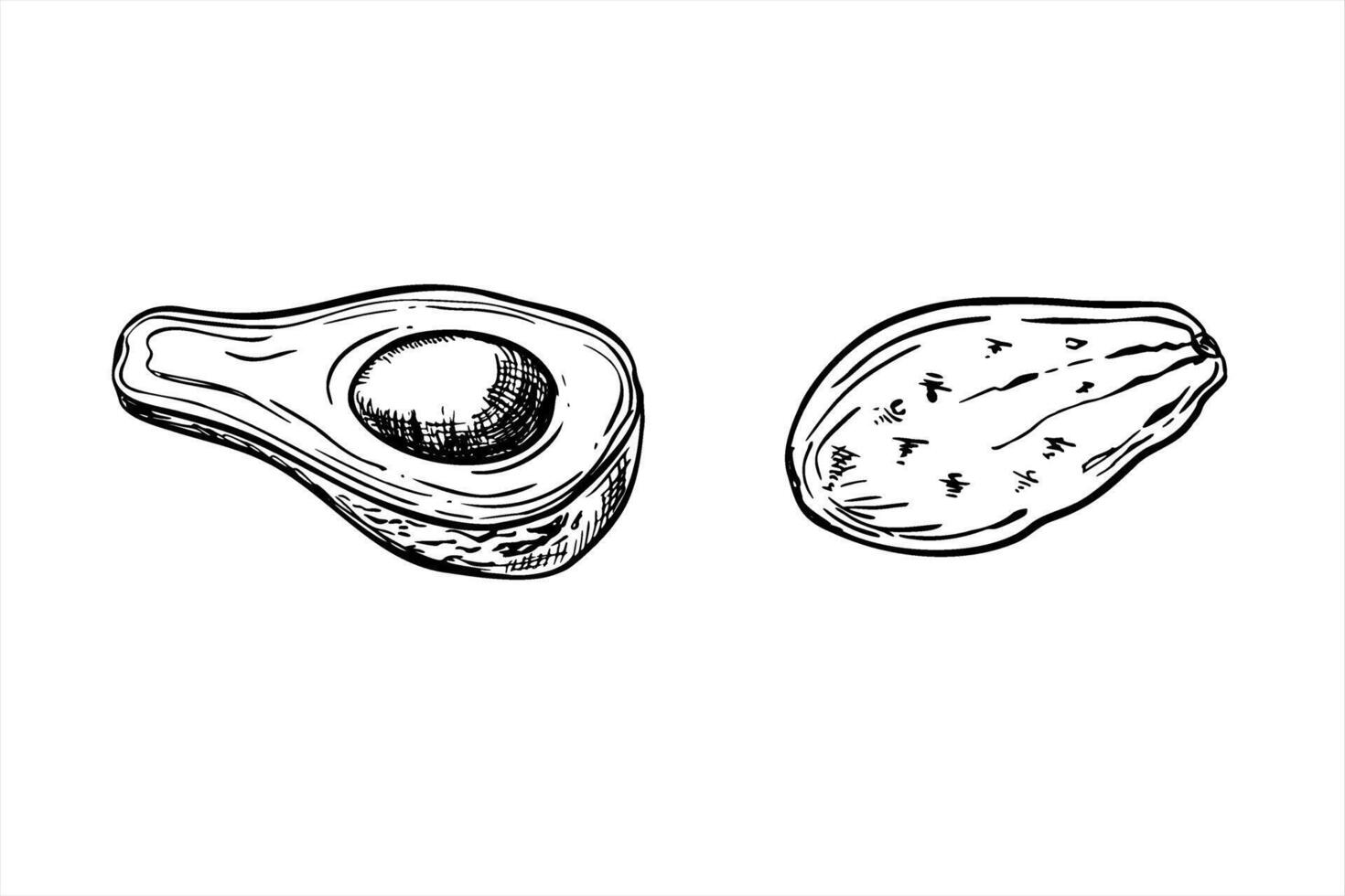 Avocado illustration painted by black inks. Half with seed and slices of topical fruit realistic graphic sketch. Etching drawing of organic healthy food for recipes vector