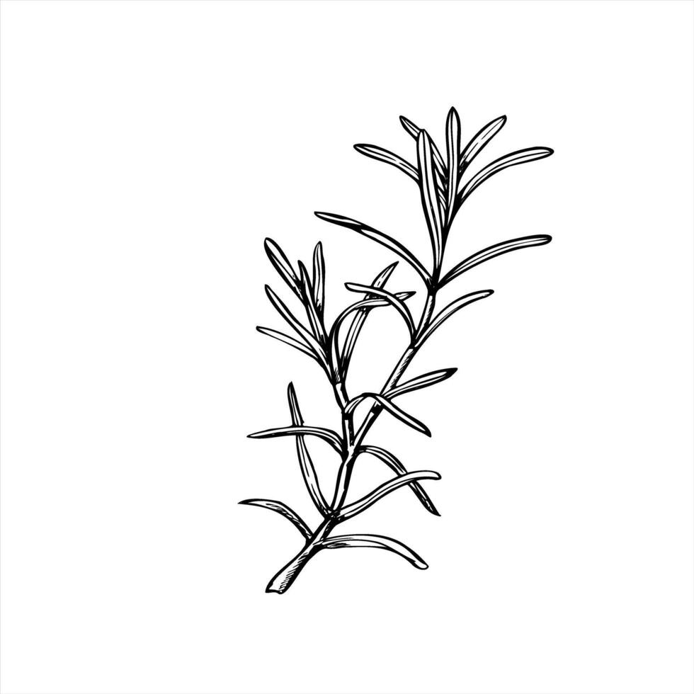 Rosemary or lavender branch illustration painted by black inks. Mediterranean seasoning aromatic fresh herbs etching drawing. Fragrant plant for essential oil label, Christmas roast decor vector