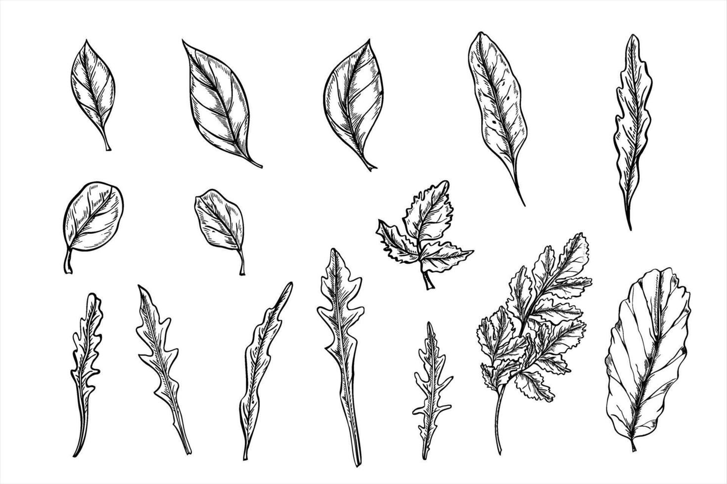 monochrome microgreen salad leaves clip art illustration painted by black inks. Basil, lettuce salad leaf, chard beet, parsley, oregano herbs graphic sketch style. Food ingredient vector