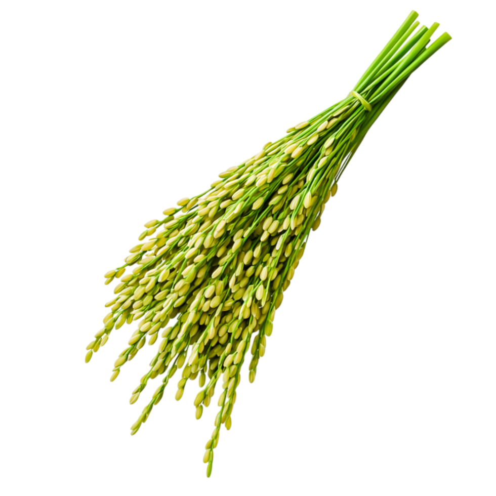 Freshly Harvested Green Rice Plant with Grains and Long Stalks png