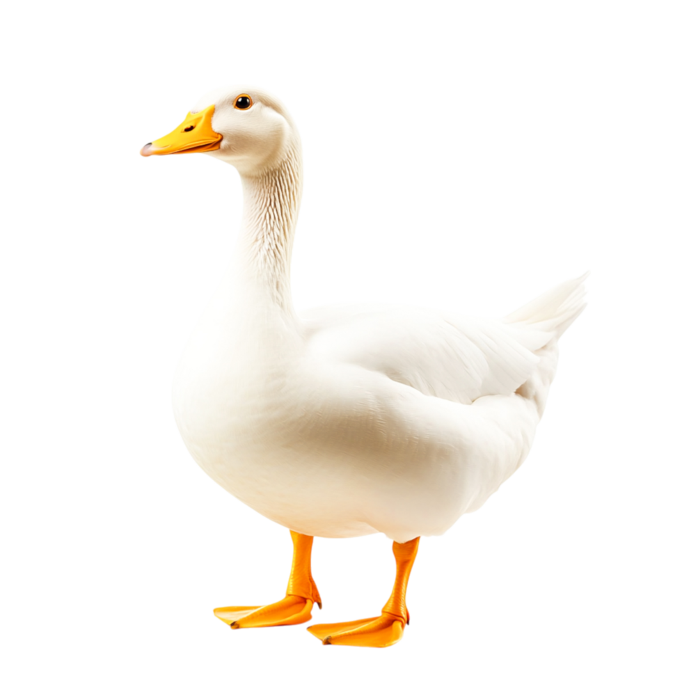 Elegant White Duck with Bright Orange Bill and Feet Standing Gracefully png