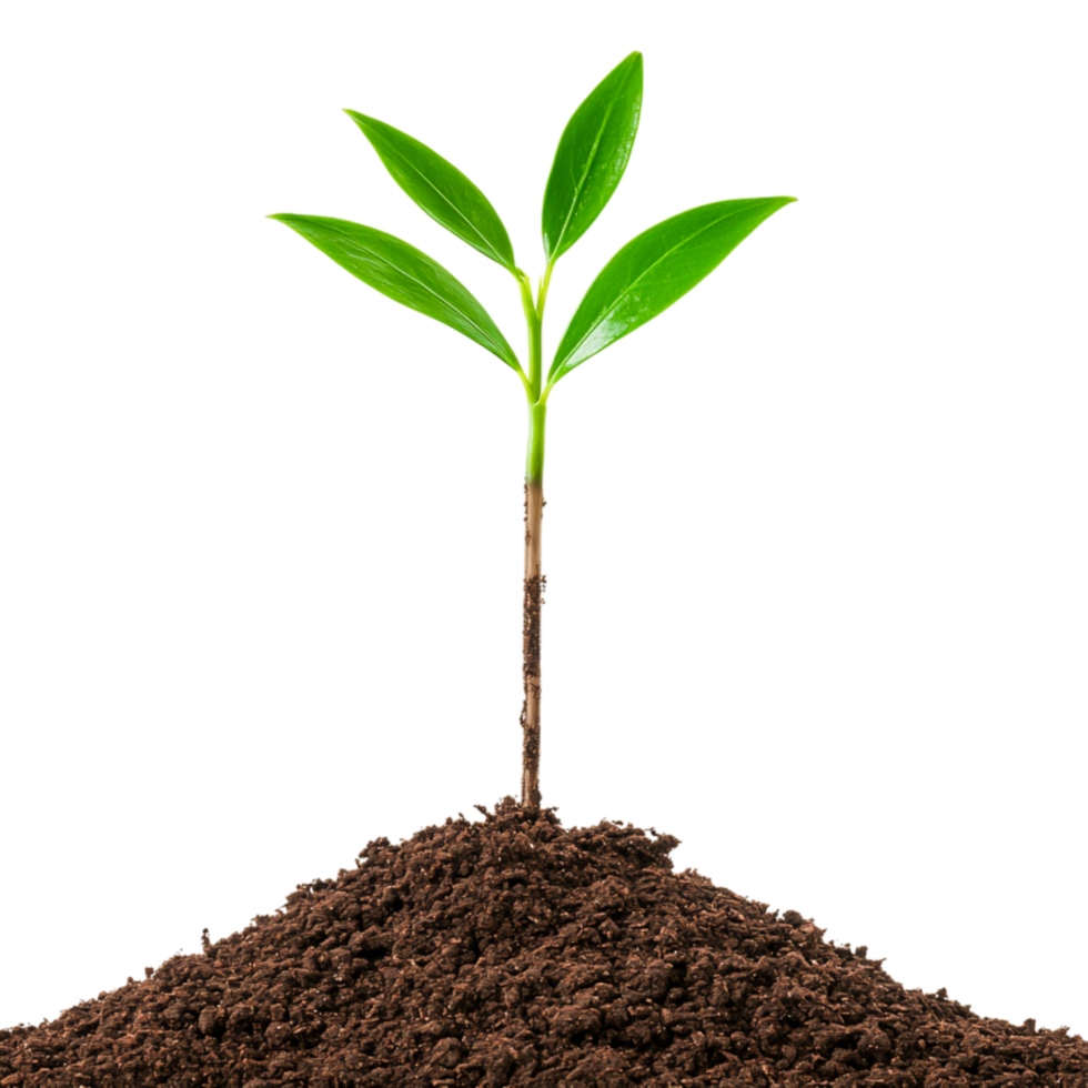 Fresh Green Plant Growing From Dark Soil png