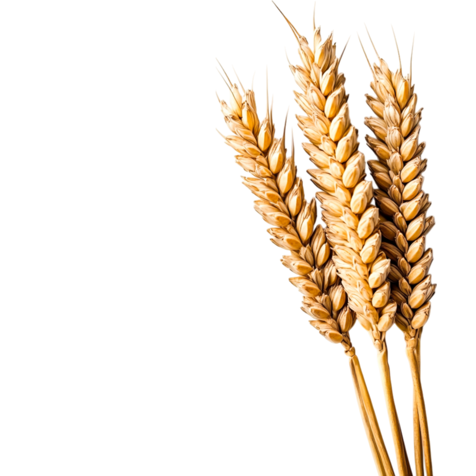 Golden Wheat Ears for Agricultural Concepts png