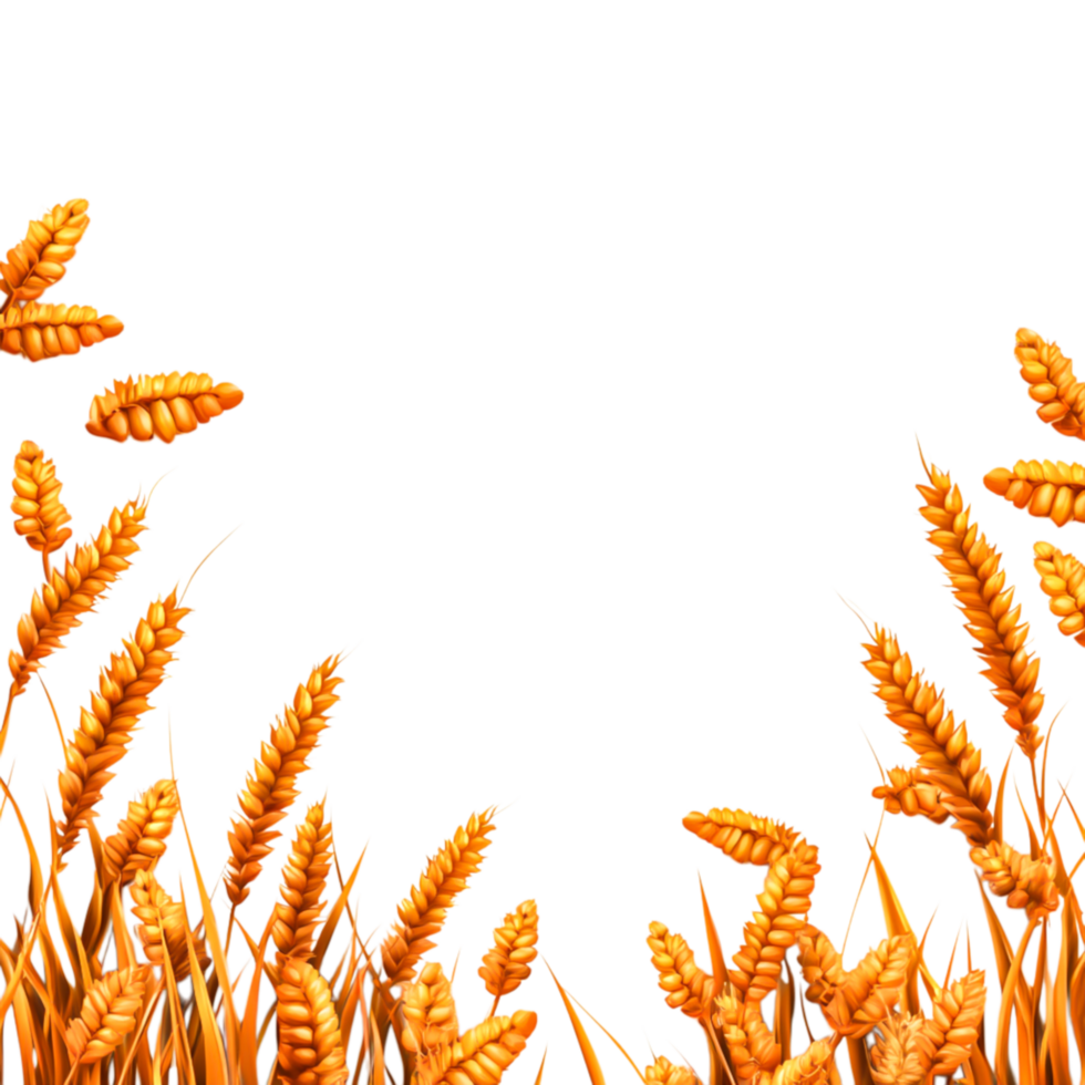 Golden Wheat Fields Under Bright Sunshine on Clear Blue Sky png