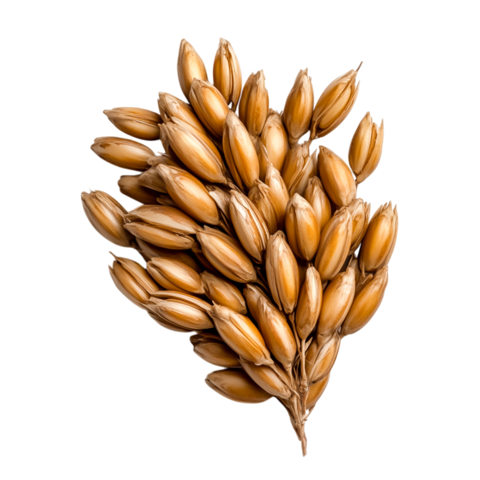 Fresh Golden Grain Cluster png