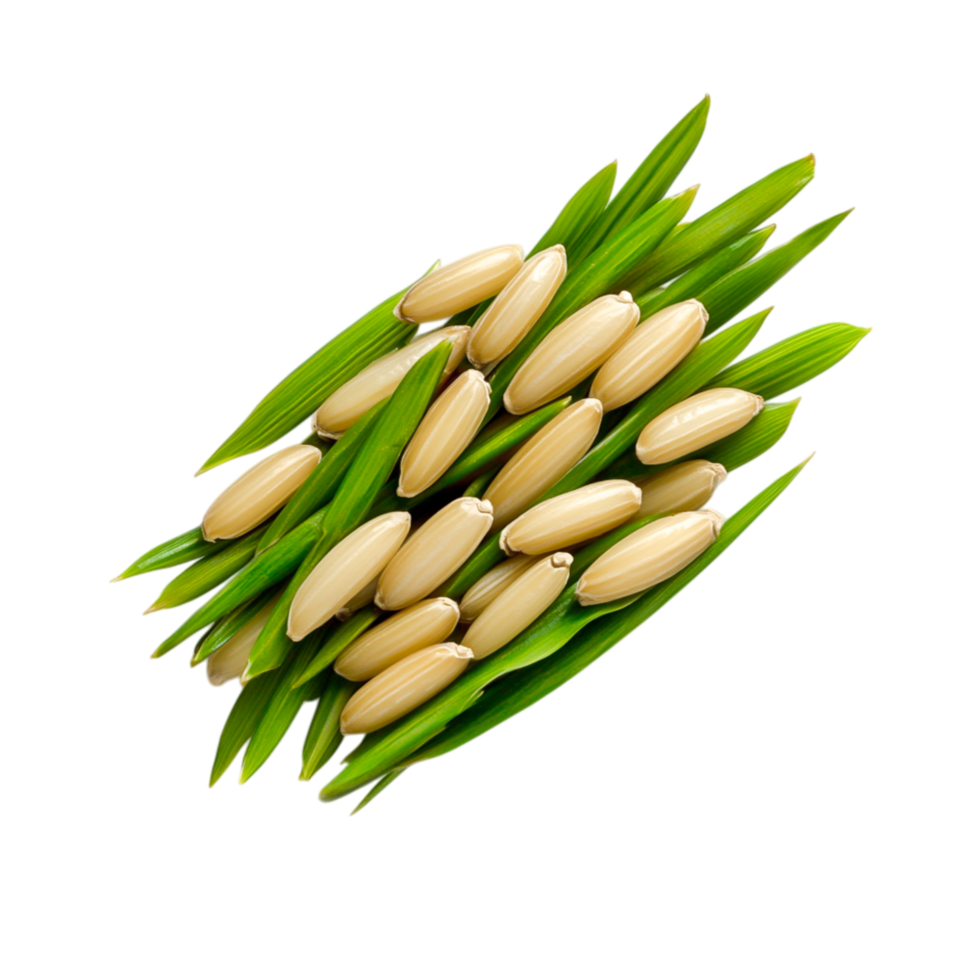 Fresh Organic Grains with Green Leaves png