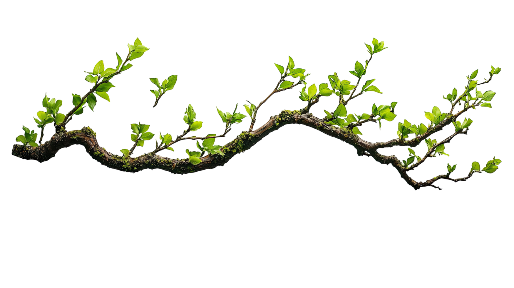 Small branch with young leaves, isolated on transparent background png