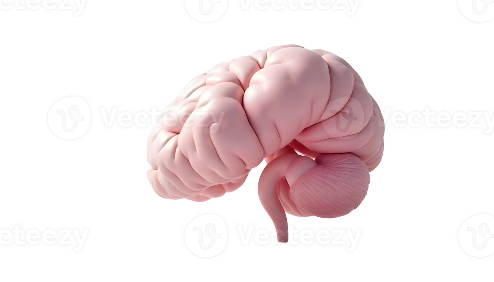 Pituitary Gland The Master Regulator of Hormonal Balance in the Human Body png