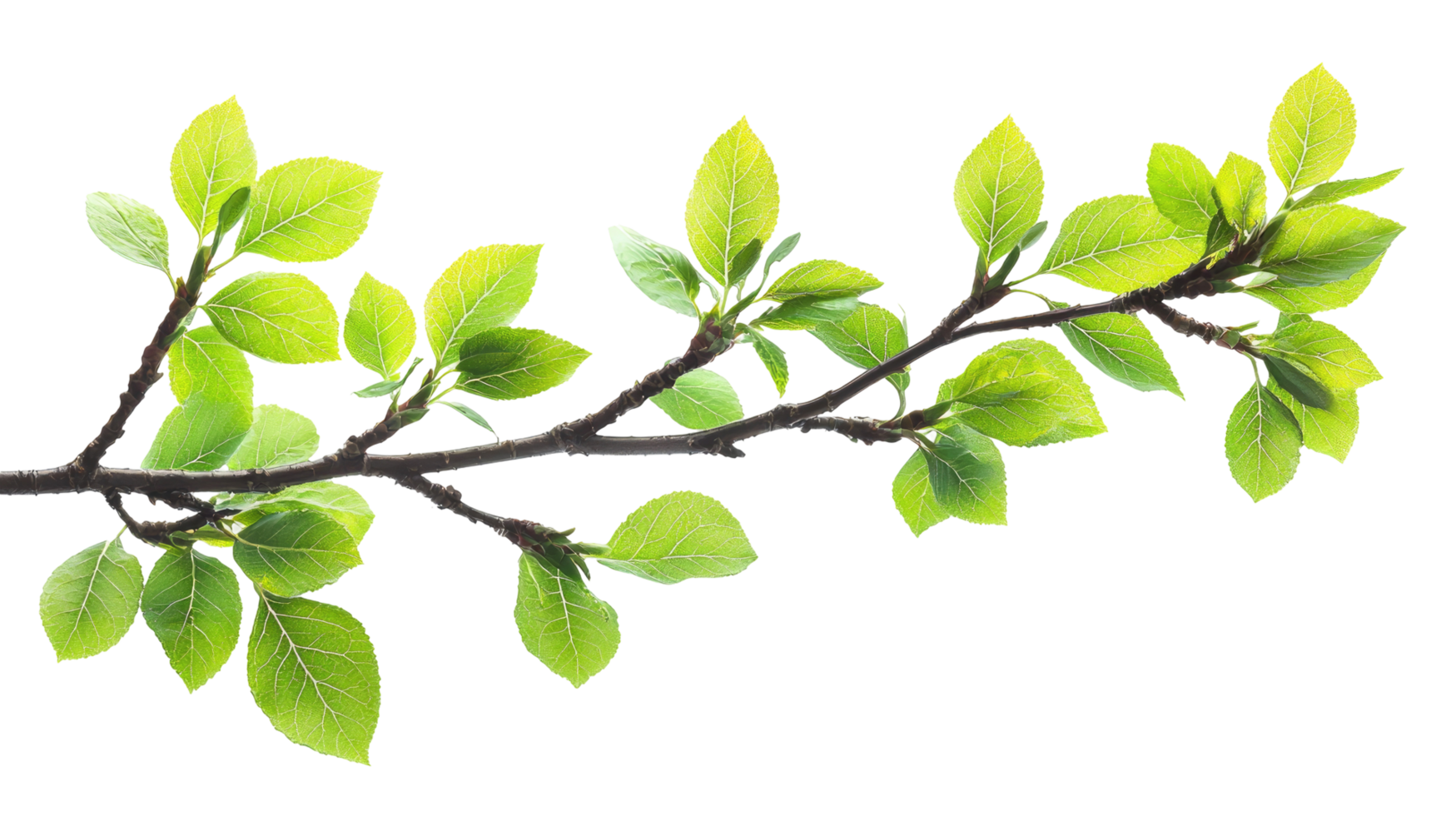 Green leafy branch with fresh leaves, isolated on transparent background png