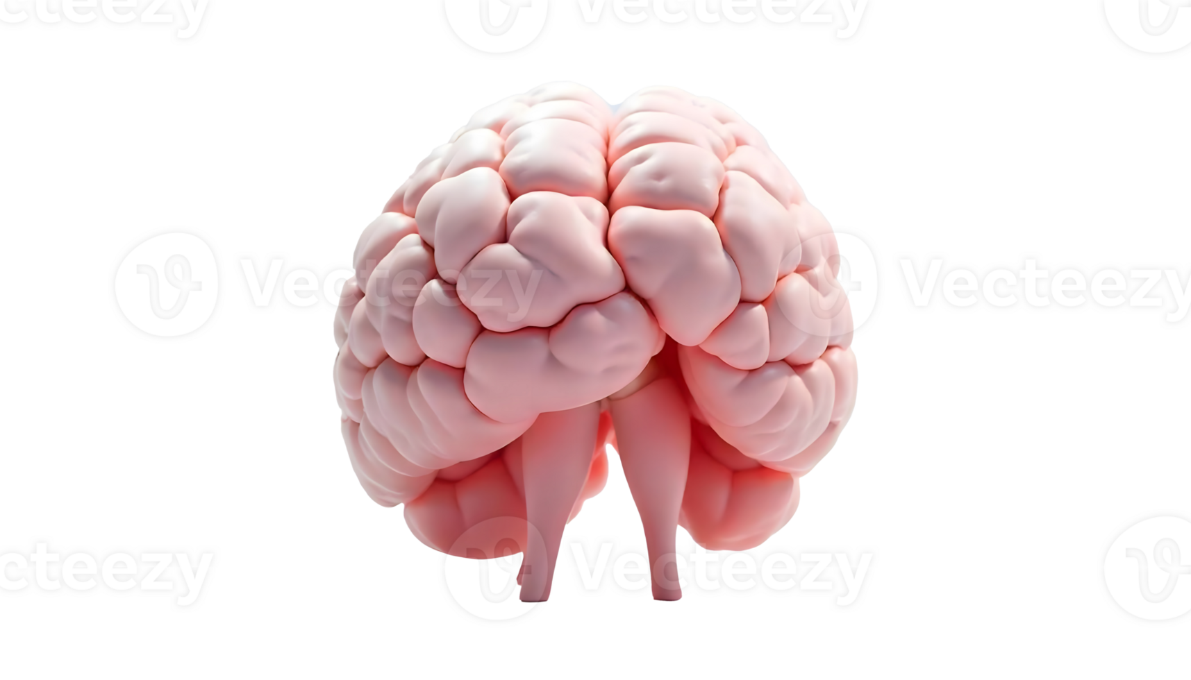 Anatomical Illustration of the Human Pituitary Gland in the Endocrine System png