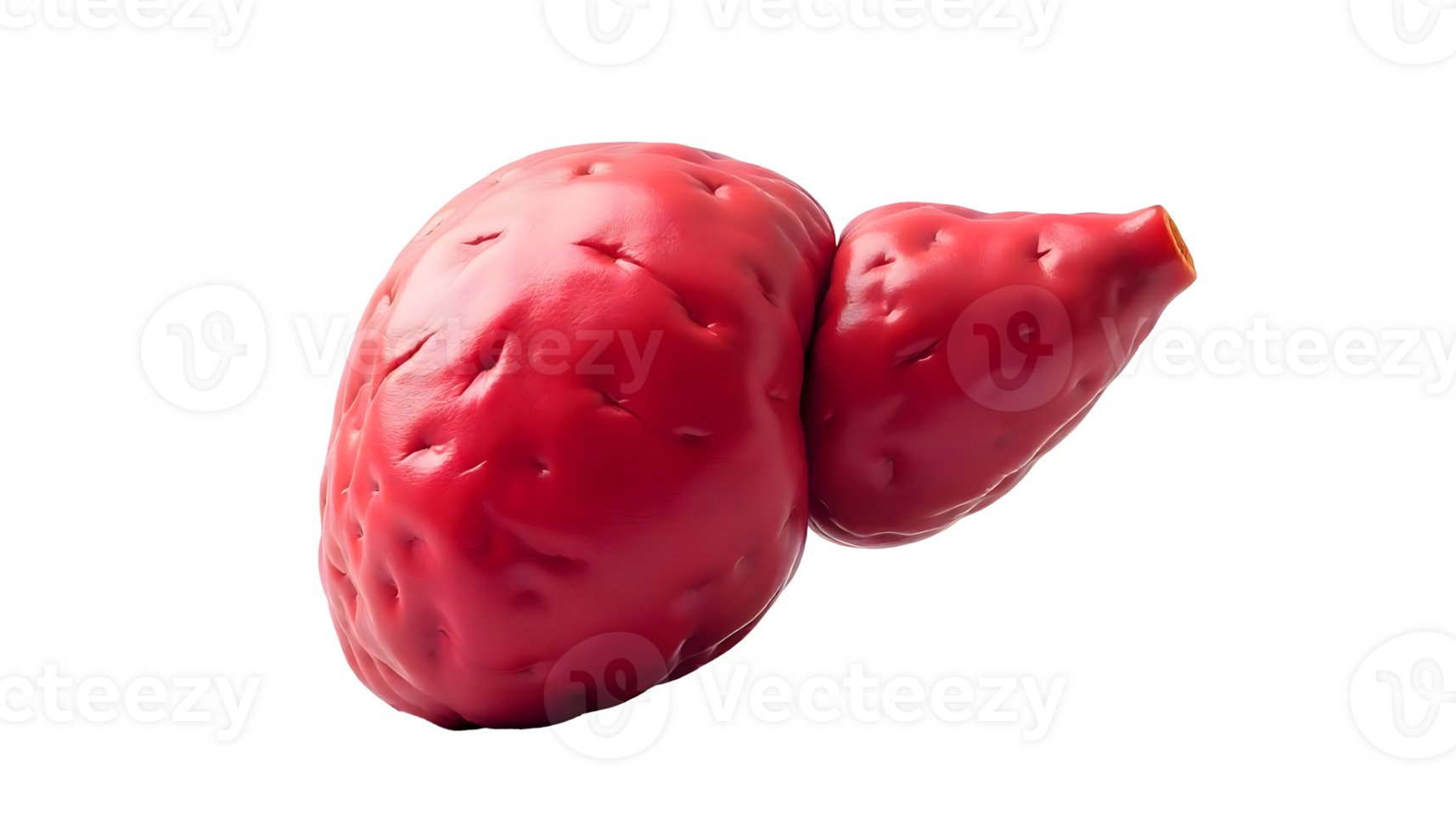Detailed Anatomy of the Human Liver Structure and Functions Explained png