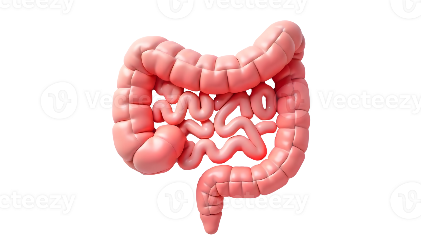 Comprehensive Illustration of Human Intestines for Medical Studies png